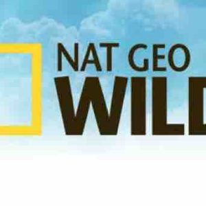 L’Agence Evolve conçoit le site «BigCatWeek.com» pour accompagner Nat Geo Wild dans son opération virale #MyBigCatSelfie