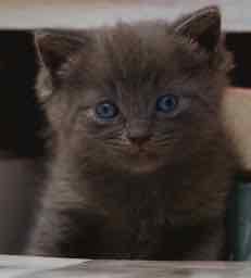 France 5 : «La vraie vie des animaux de compagnie» dès le 8 février
