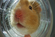 France 5 : «Les secrets de nos animaux domestiques» les mercredis à 16h35 dès le 6 avril