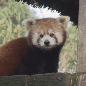 France 4 : 5ème saison inédite d’«Une saison au zoo» dès le mardi 5 avril à 20h50