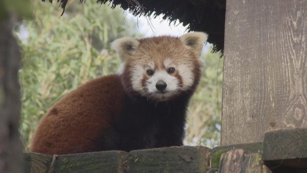 France 4 : lancement record pour «Une saison au zoo» saison 5
