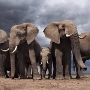 France 2 : «La vie sauvage» samedi 9 avril à 20h55