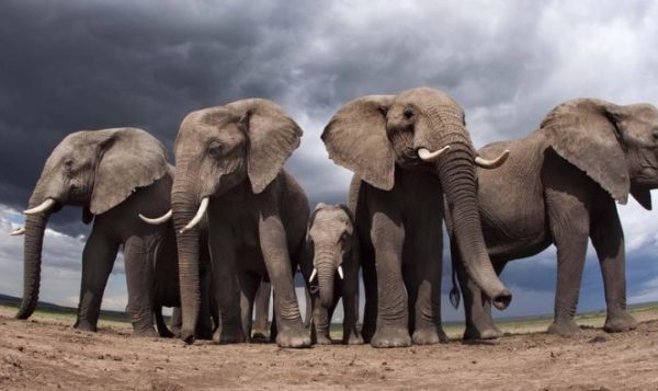France 2 : «La vie sauvage» samedi 9 avril à 20h55