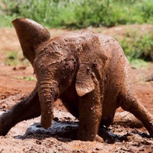 Nat Geo Wild : «Extrême Animal Babies» tous les mardis à partir du 3 mai à 21h25