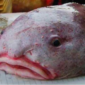 Nat Geo Wild : «World’s weirdest animal faces» dès le 3 septembre