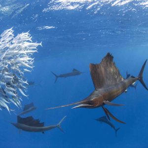 MIPDoc 2017 : avant-première mondiale de la série «Big Pacific»
