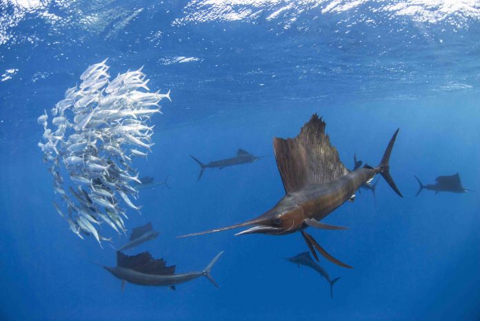 the wolf of the sea