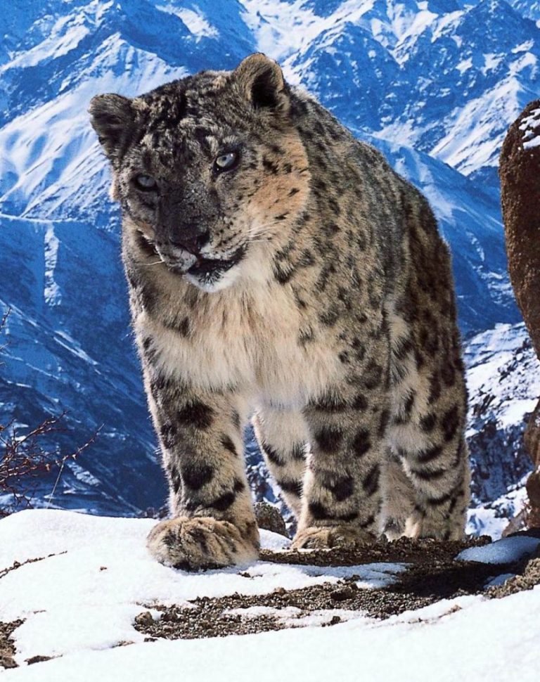 France 2 : «Planète animale» leader du Prime mardi