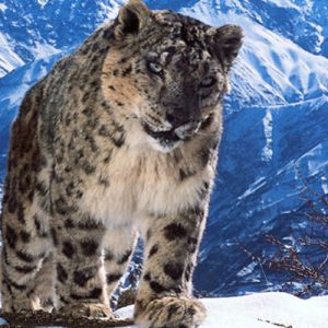 France 2 : 1.440.000 curieux devant «Planète animale» mardi en Night