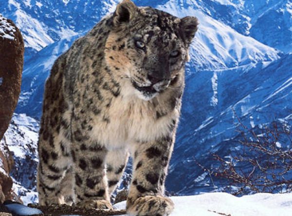 France 2 : 1.440.000 curieux devant «Planète animale» mardi en Night