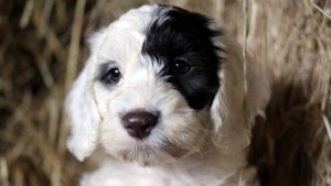 France 5 : le documentaire «Une vie de chiots» leader du Prime TNT mercredi