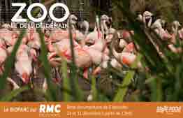RMC Découverte/ Bonne Pioche : la nouvelle série documentaire «Zoo, le défi de demain» dès le 24 décembre