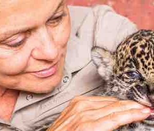France 3 au pied du podium lundi en Prime avec «Muriel Robin et Chanee sur la terre des jaguars»