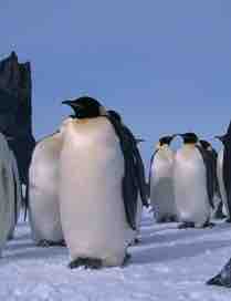 Nat Geo Wild : soirée spéciale manchots le 25 avril dès 20h45