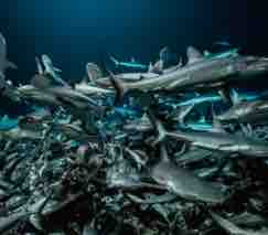 ARTE : «700 requins dans la nuit» samedi 9 juin 2018 à 20h50