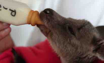 France  4 : «Le refuge des orphelins sauvages» le 9 juin