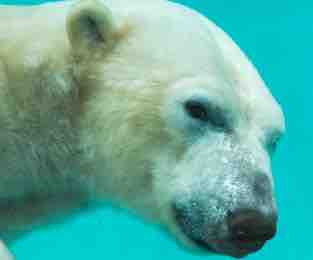 France 4 : records d’audience la semaine dernière pour la saison 8 d’«Une saison au zoo»