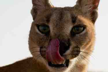 France 4 : «Histoires de chats» dè le 26 mai à 20h55