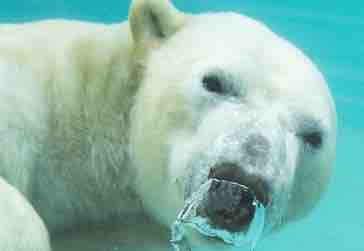 France 4 : «Une saison zoo- Best of» mercredi 11 et jeudi 12 juillet 20h25