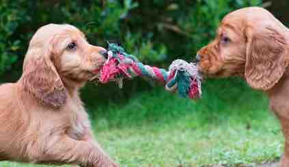 France 5 : «Une vie de chiot, nouvelle génération» le 4 juillet