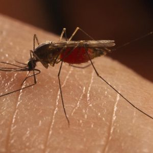 France 5 : «Sus aux moustiques» leader du Prime TNT dimanche