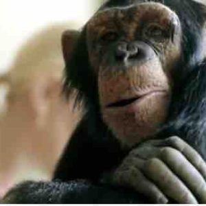 ARTE : «Paroles d’animaux» les 1er et 8 décembre