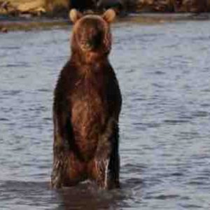 ARTE : «Fort comme un ours» samedi 26 janvier à 22h25