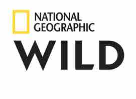 Nat Geo Wild devient Nat Geo Wild devient National Geographic Wild à partir du 1er févrierGeographic Wild à partir du 1er février