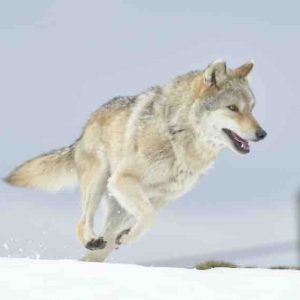 France 2 : «L’Odyssée du loup», une histoire vraie racontée par KadMerad samedi 9 mars à 21h00