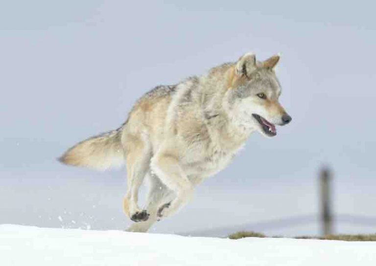 France 2 : «L’Odyssée du loup», une histoire vraie racontée par KadMerad samedi 9 mars à 21h00