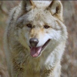 France 2 : 1.895.000  curieux devant  «L’odyssée du loup»  samedi en Prime