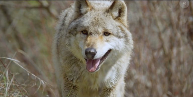France 2 : 1.895.000  curieux devant  «L’odyssée du loup»  samedi en Prime