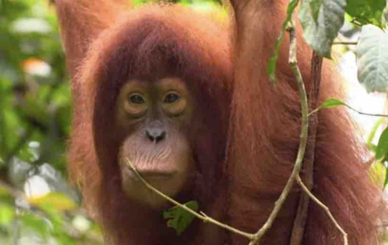 France 4 : «Une saison en Indonésie» du lundi au vendredi à 20h05 à partir du 8 avril