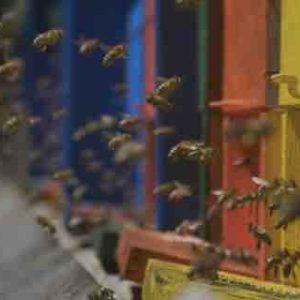 ARTE : la nouvelle série documentaire «Les maîtres des abeilles», à partir du 15 avril 2019