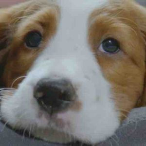 France 4 : «Une vie de chiot», saison 3 inédite dès le 26 avril à 21h00
