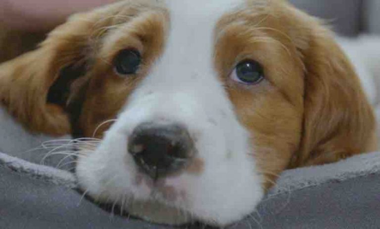 France 4 : «Une vie de chiot», saison 3 inédite dès le 26 avril à 21h00