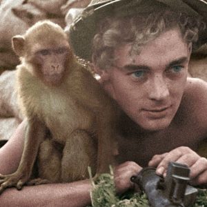 France 3 : 1.381.000 curieux devant «39-45, les animaux dans la guerre» mercredi en Prime