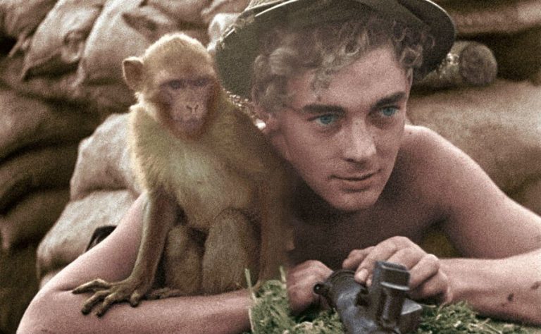 France 3 : 1.381.000 curieux devant «39-45, les animaux dans la guerre» mercredi en Prime