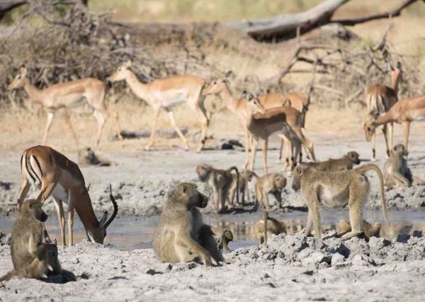 National Geographic Wild : la série-documentaire «Le Royaume Sauvage» revient pour une troisième saison inédite à partir du 2 juin