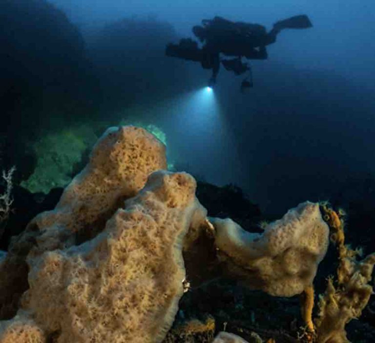 ARTE : «Planète Méditerranée», la nouvelle expédition de Laurent Ballesta en tournage du 1er au 28 juillet 2019