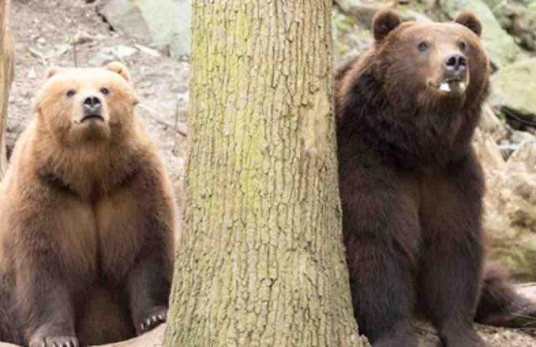 France 4 : nouveaux records pour «Une saison au zoo»