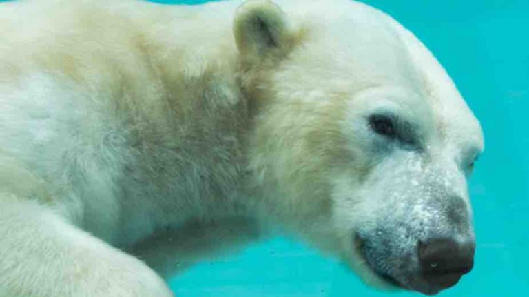 France 4 : record historique et record de saison pour «Une saison au zoo»