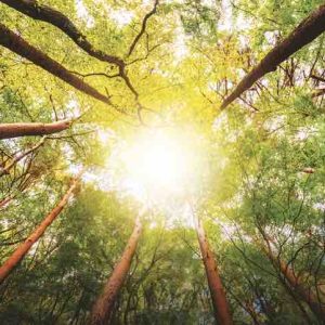 France tv distribution: «Planète Arbre» en cours de production par Hauteville Productions