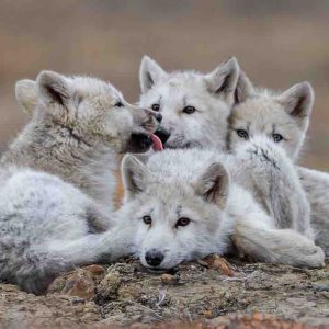 National Geographic Wild en immersion dans «Le Royaume du Loup Blanc» dimanche 3 novembre dès 20h45