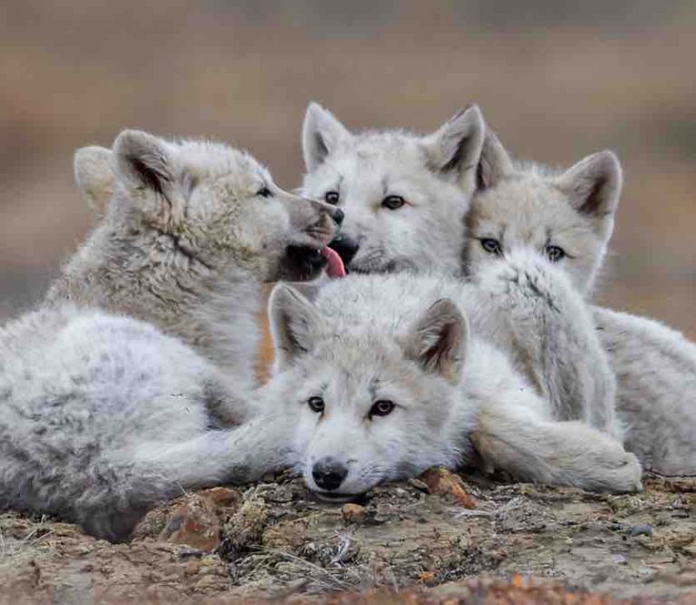National Geographic Wild en immersion dans «Le Royaume du Loup Blanc» dimanche 3 novembre dès 20h45