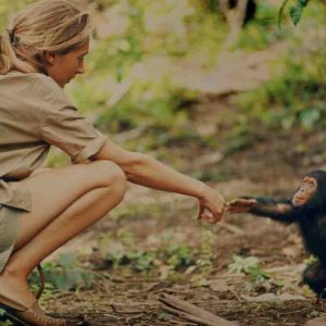 National Geographic annonce un nouveau documentaire dédié à Jane Goodall