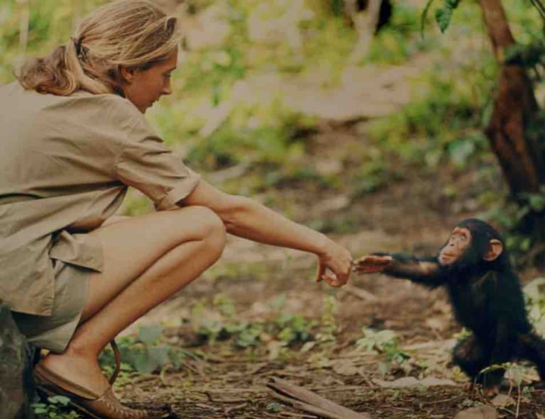 National Geographic annonce un nouveau documentaire dédié à Jane Goodall