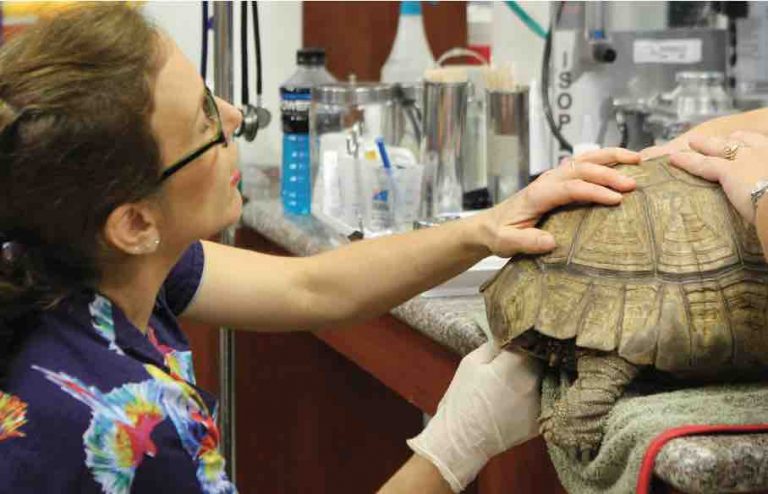 National Geographic Wild : «La clinique des animaux exotiques», saison 5 tous les jeudis à 21h35 à partir du 5 décembre