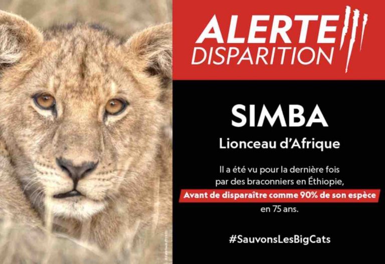 National Geographic Wild lance une «Alerte disparition» des grands félins à l’occasion du «Big Cat Month»
