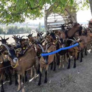 France Culture : Grand Prix AFJA 2019, Catégorie audiovisuelle, à «Paysans-chercheurs: ils régénèrent l’agriculture», d’Anne-Laure Chouin